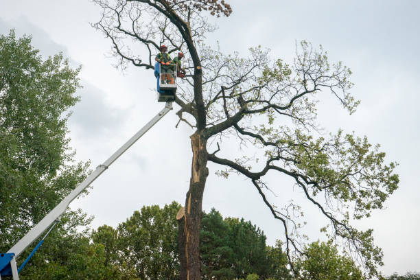 Best Tree Disease Treatment  in Anacortes, WA